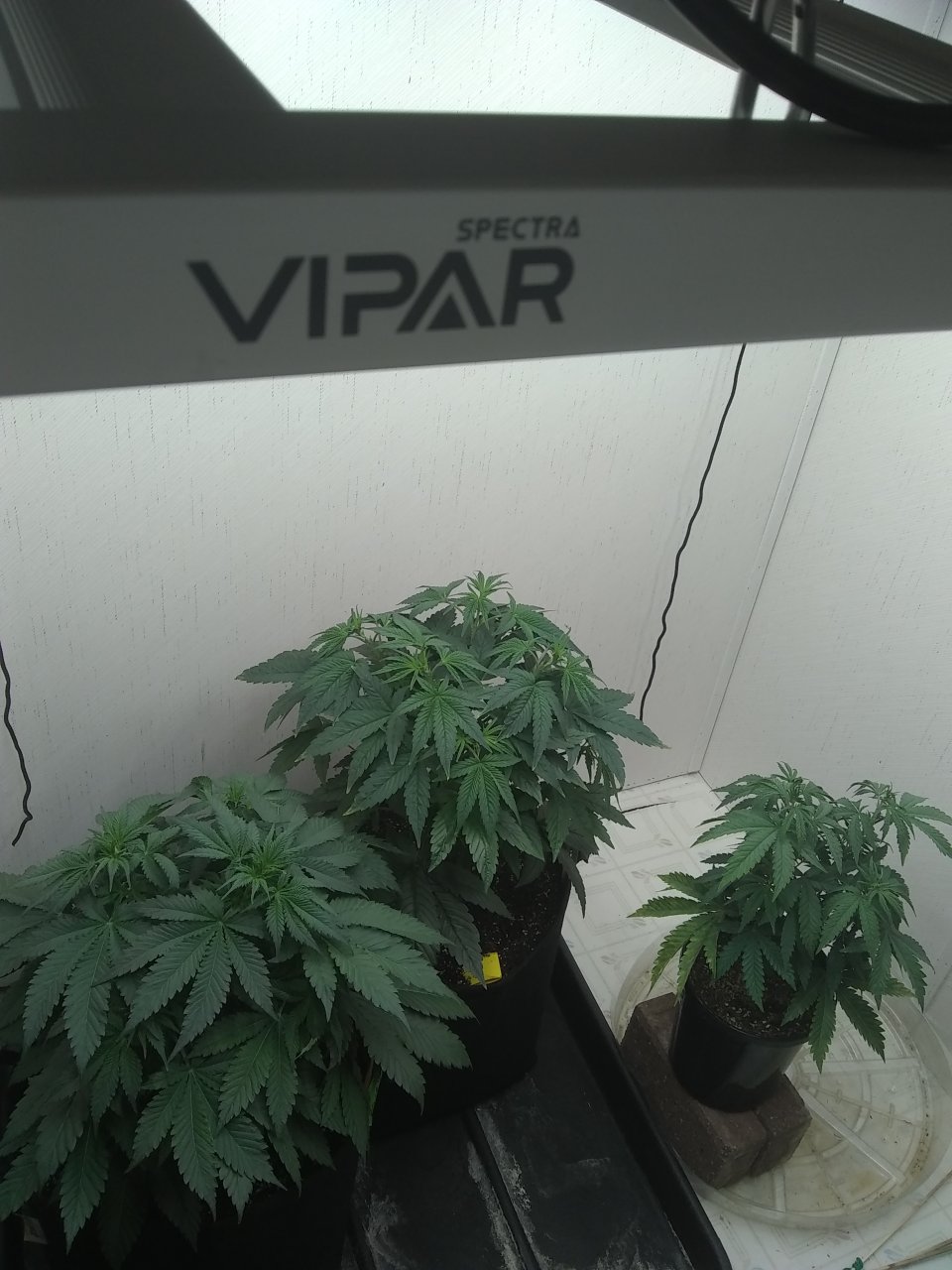 ViparSpectra KS3000 closet grow 2023