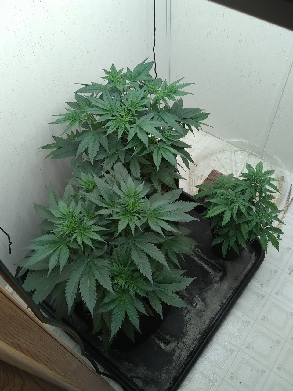 ViparSpectra KS3000 closet grow 2023