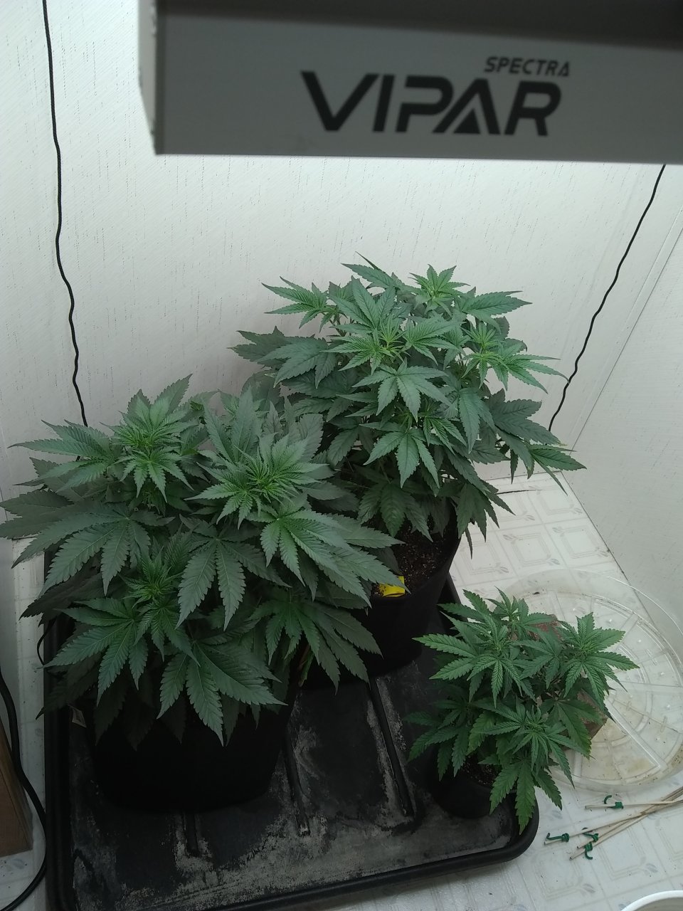 ViparSpectra KS3000 closet grow 2023