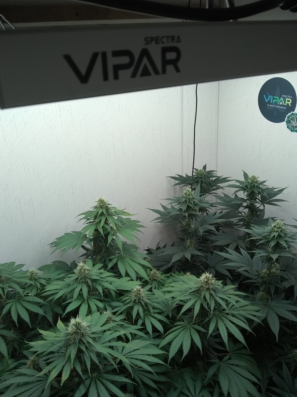 ViparSpectra KS3000 closet grow 2023