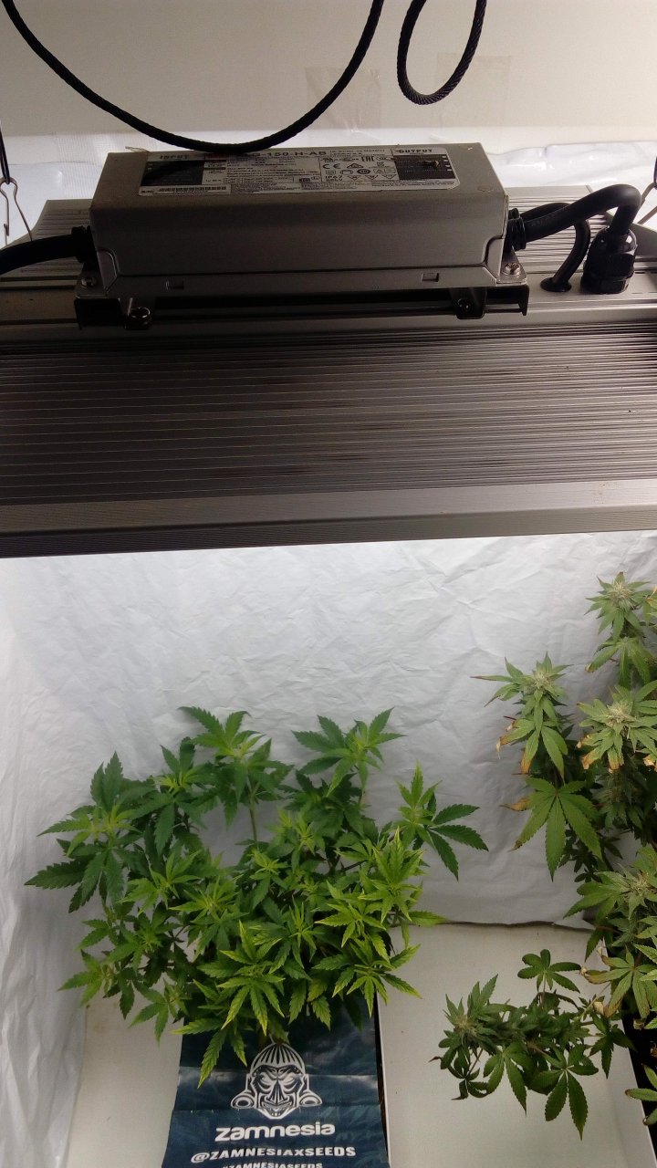 ViparSpectra-XS1000 LED Grow Light.jpg