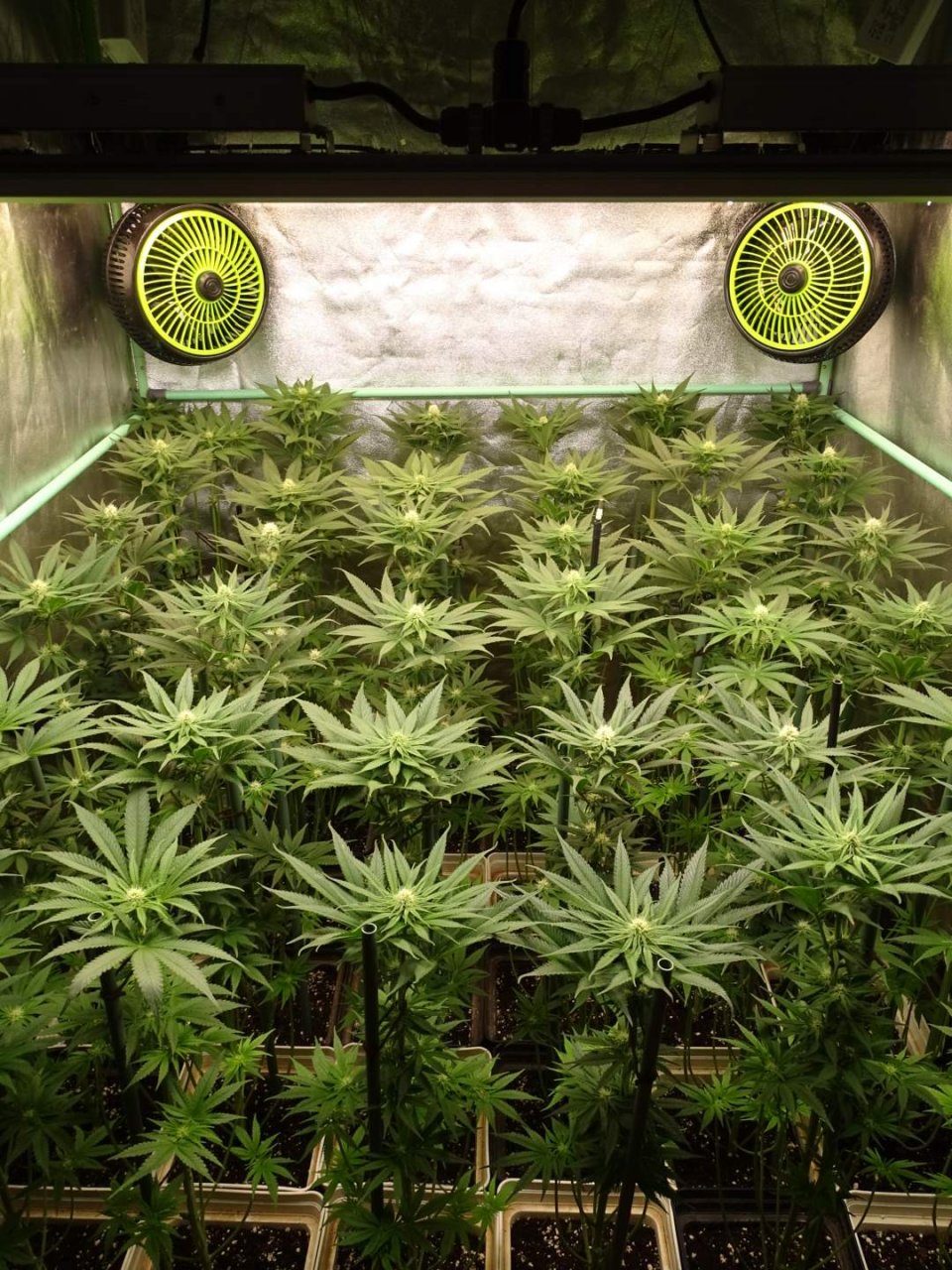 ViparSpectra-XS4000 LED Grow Light.jpg