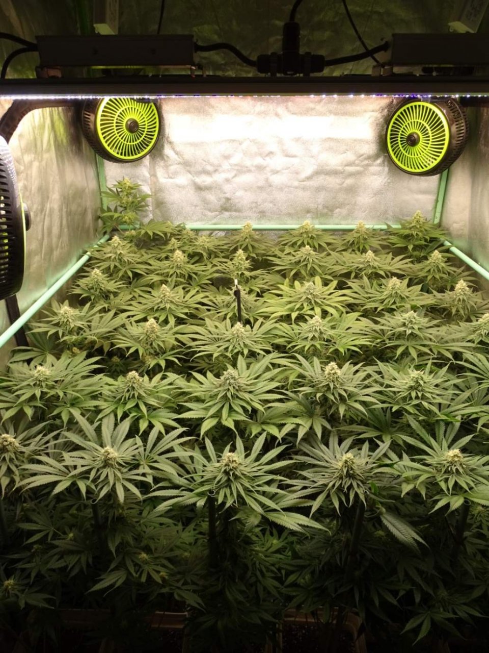 ViparSpectra-XS4000 LED Grow Light.jpg