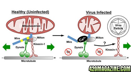 viruses-that-attack-the-nervous-system-may-thrive-by-disrupting-cell-functi