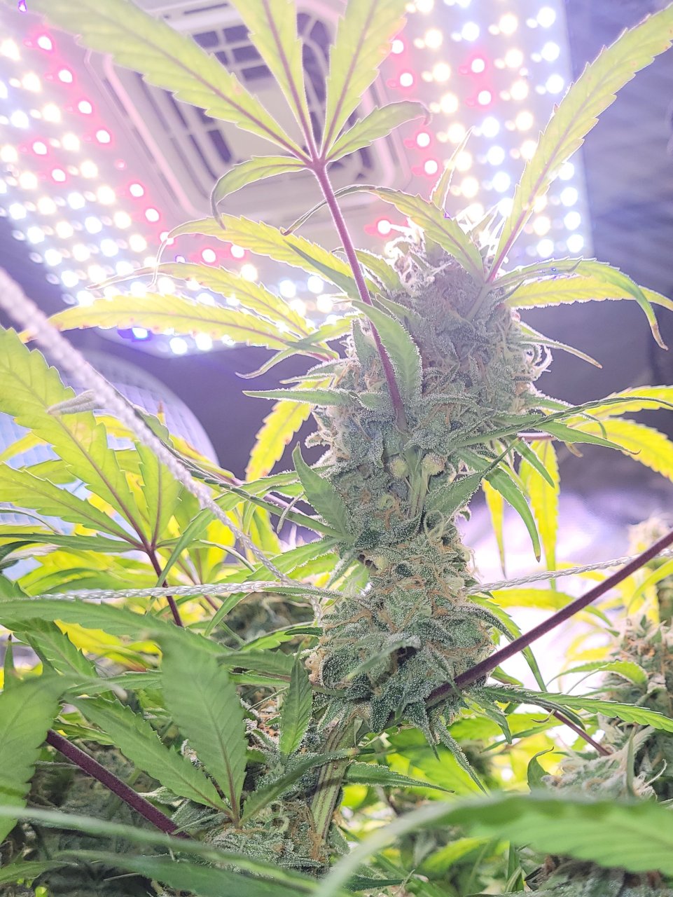 Vivosun aerolight autoflower bud flowering fattening.jpg