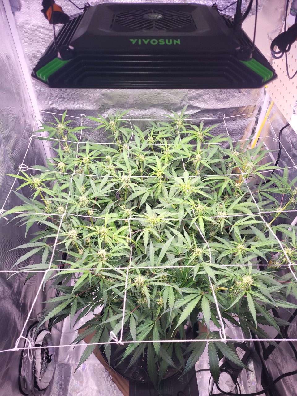 Vivosun Aerolight flower 32x32 canopy autoflower scrog.jpg