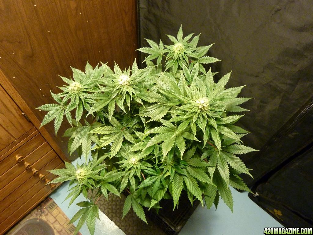 VK cross grow 08-22-10