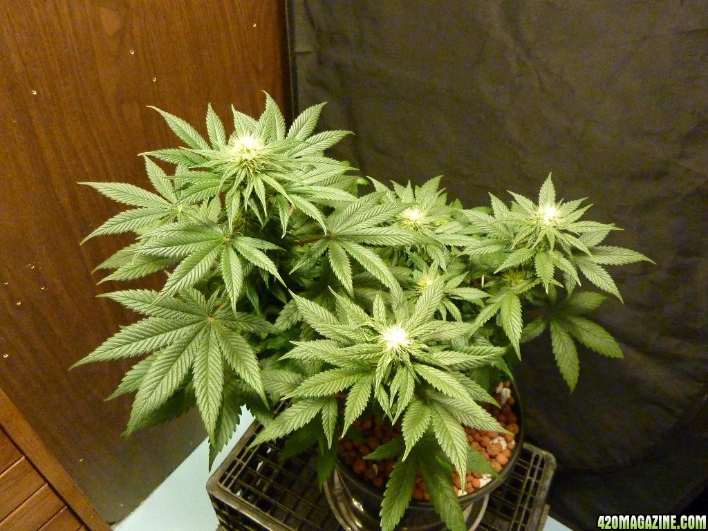 VK cross grow 08-22-10