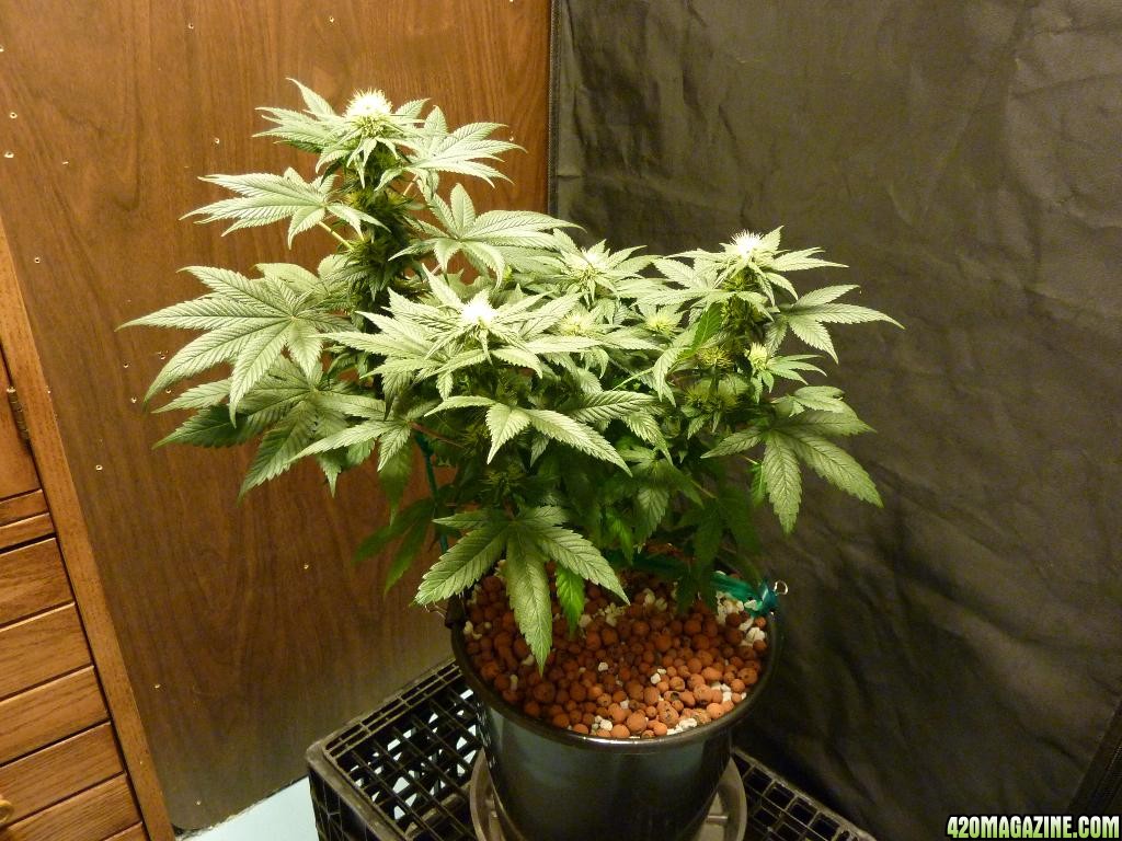 VK cross grow 08-22-10