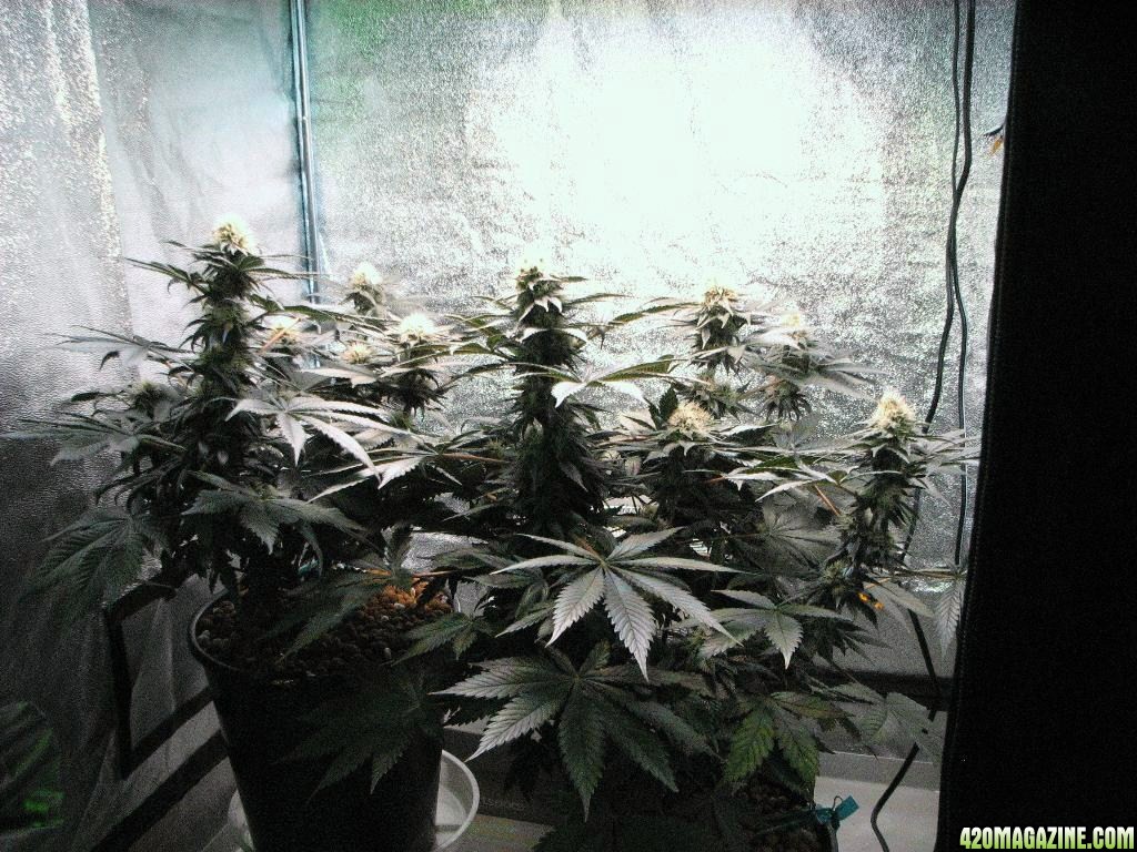 VK cross grow 08-25-10