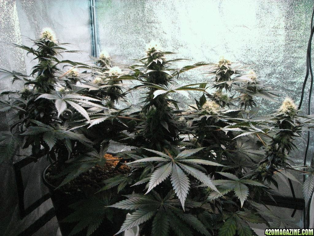 VK cross grow 08-25-10