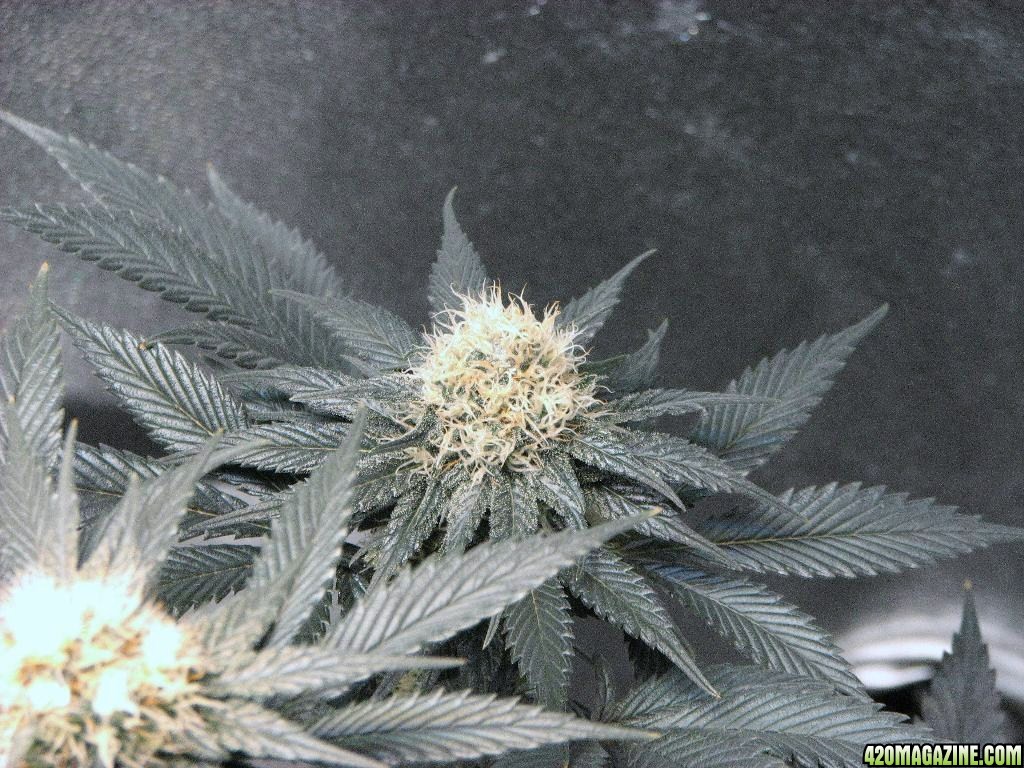 VK cross grow 08-25-10