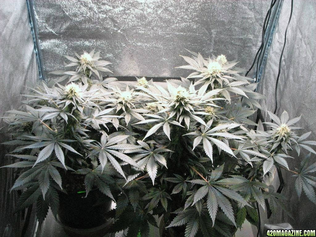 VK cross grow 08-25-10