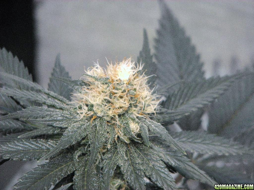 VK cross grow 08-25-10