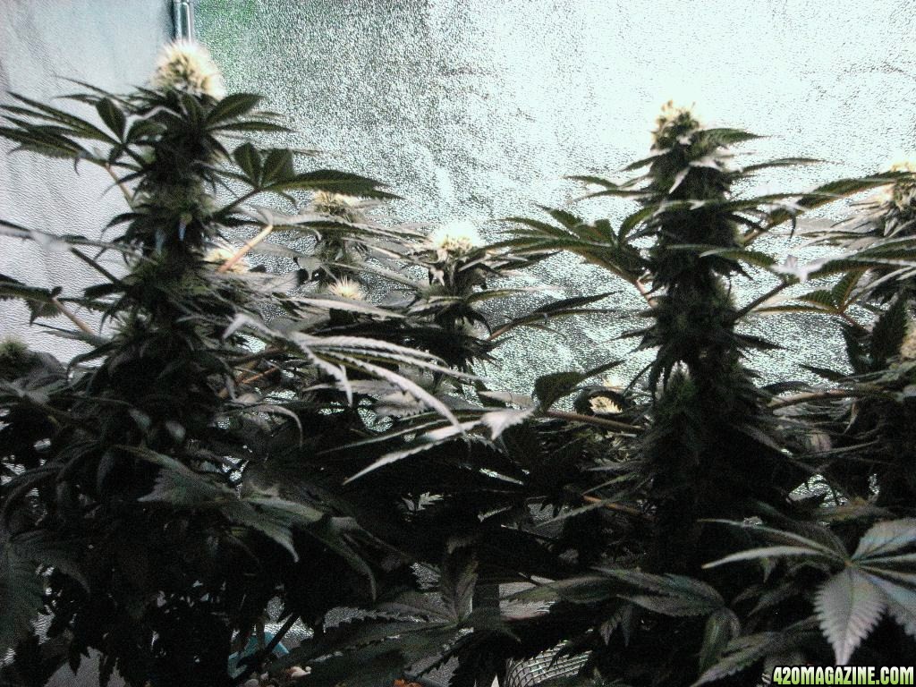 VK cross grow 08-25-10