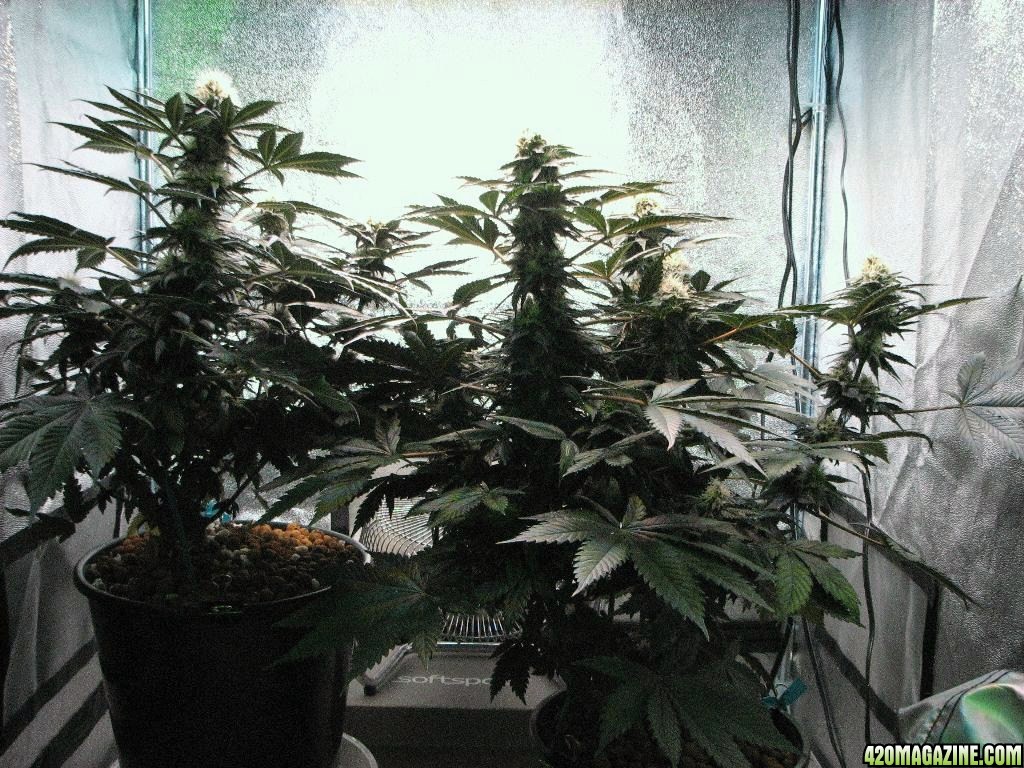 VK cross grow 08-25-10