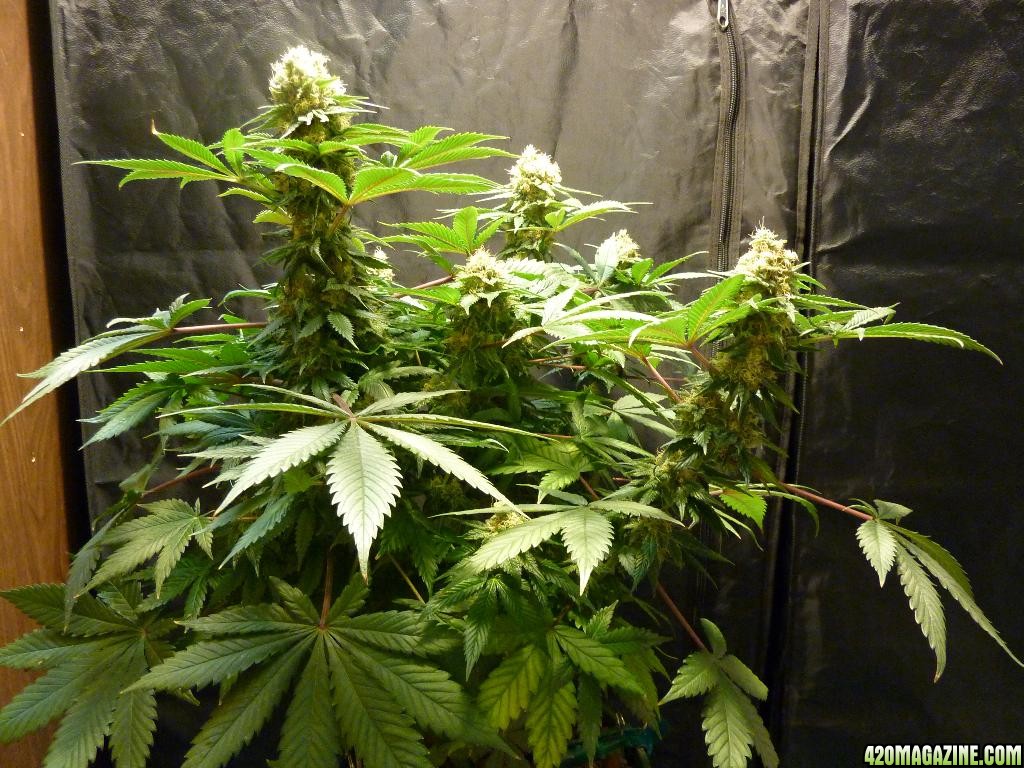 VK cross grow 09-06-10