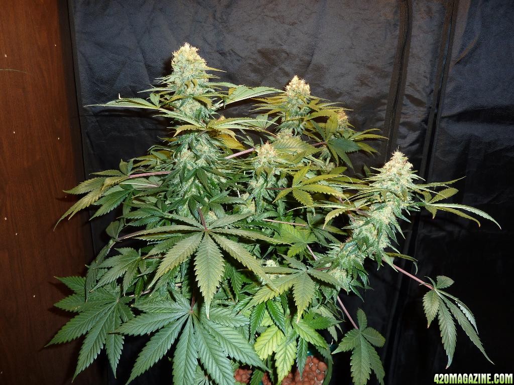 VK cross grow 09-06-10