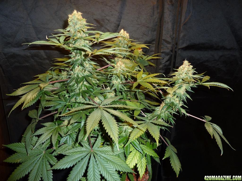 VK cross grow 09-06-10