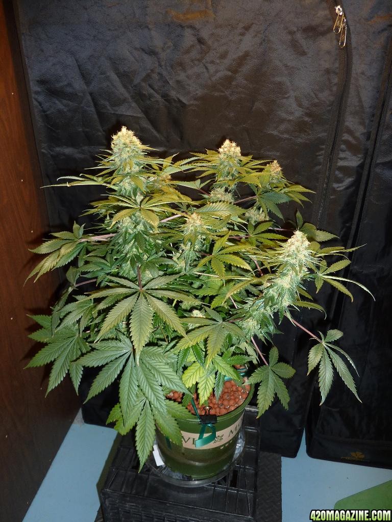 VK cross grow 09-06-10