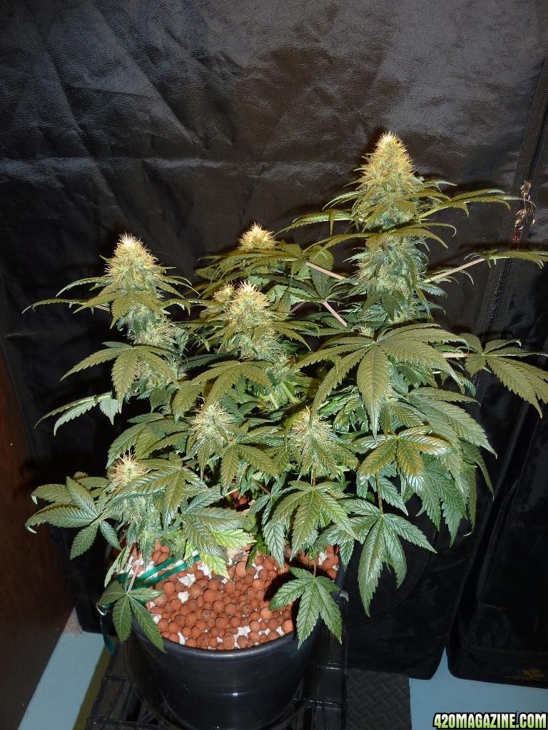 VK cross grow 09-06-10