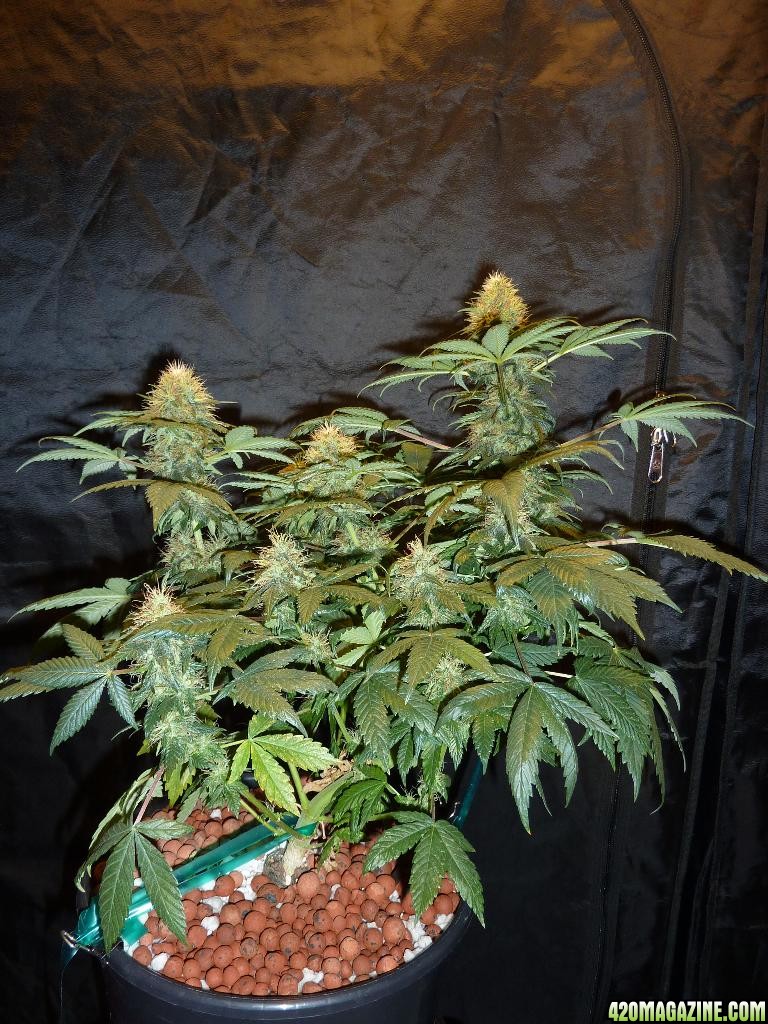 VK cross grow 09-06-10