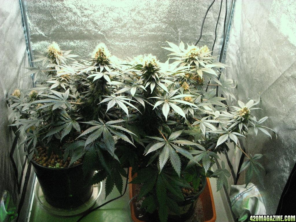 VK cross grow 09-08-10