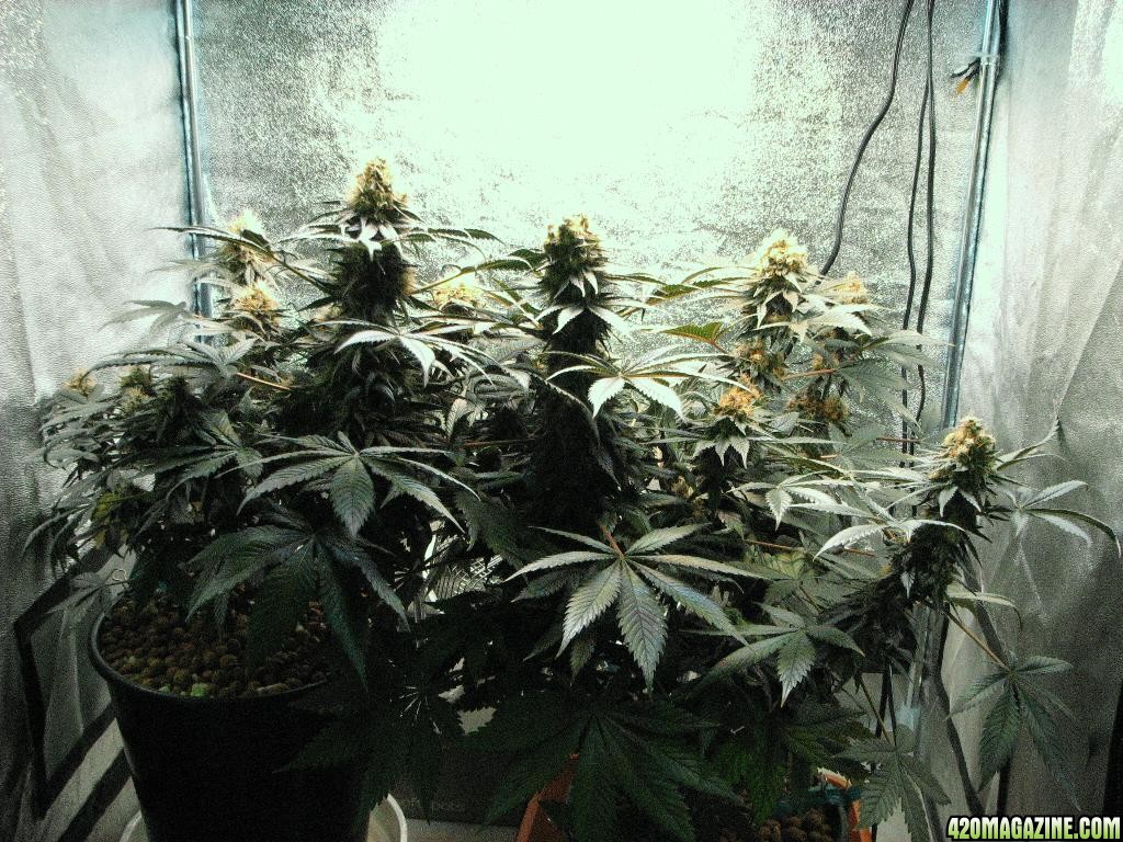 VK cross grow 09-08-10