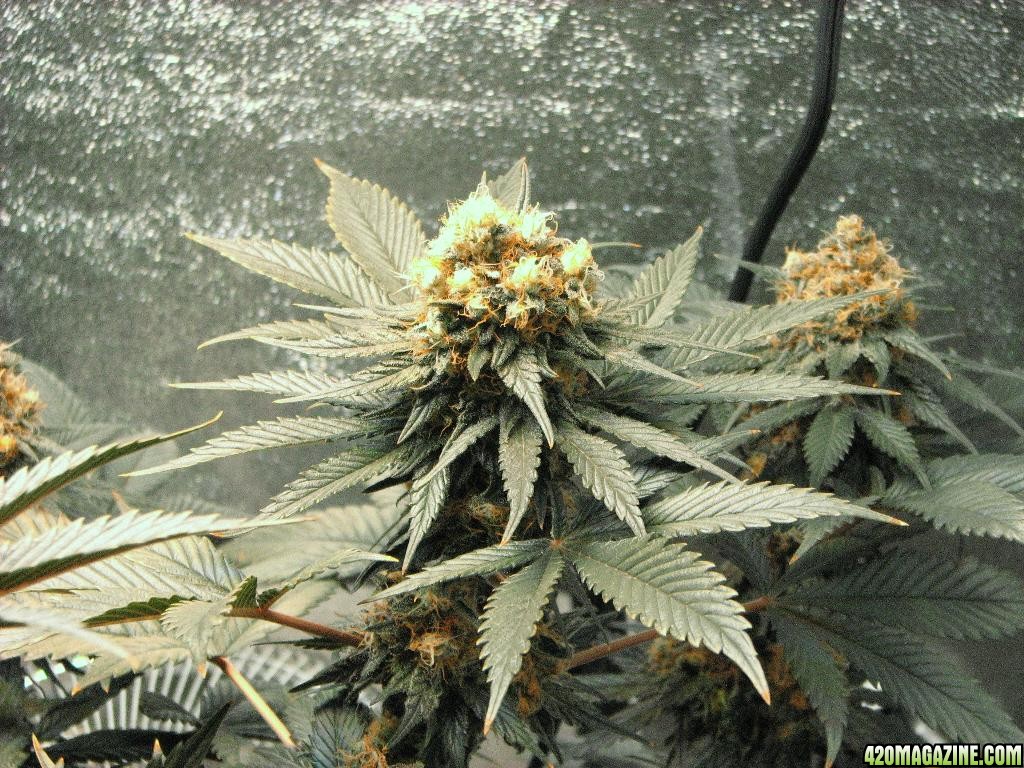 VK cross grow 09-08-10