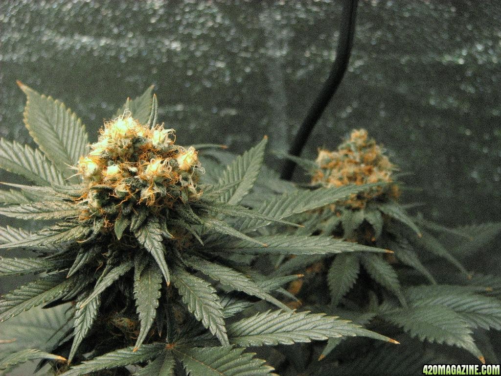 VK cross grow 09-08-10