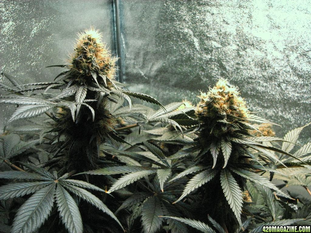 VK cross grow 09-08-10