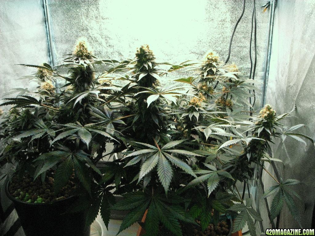 VK cross grow 09-08-10