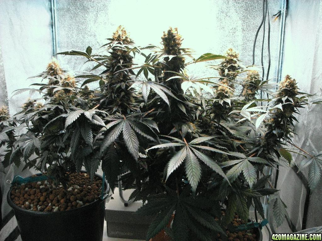 VK cross grow 09-16-10