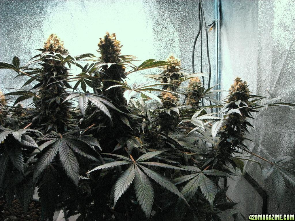 VK cross grow 09-16-10