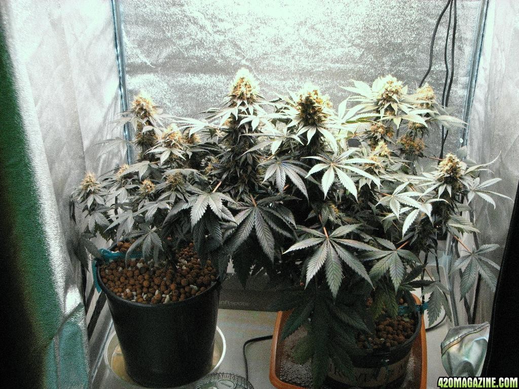 VK cross grow 09-16-10