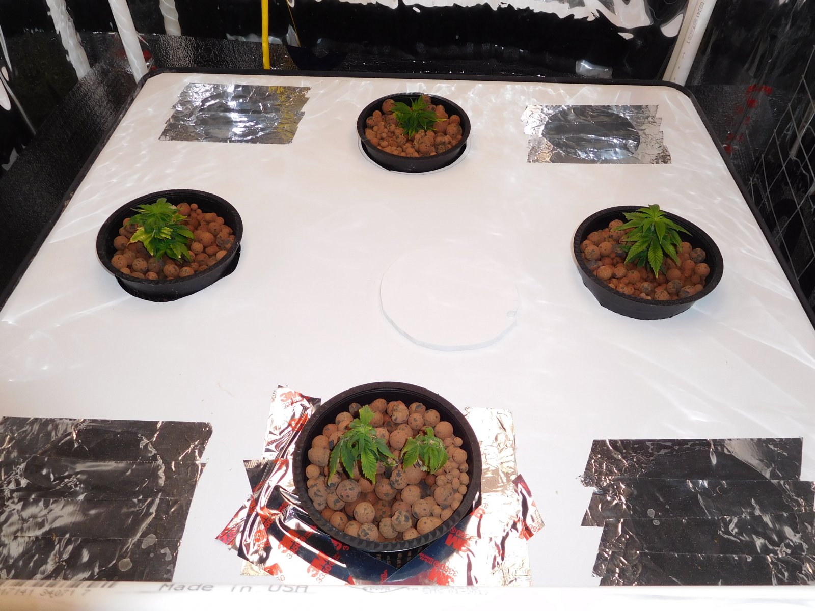 VK Day 15 veg (1).JPG