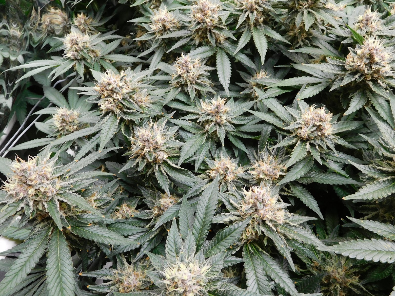 VK Day 46 flower (4).JPG