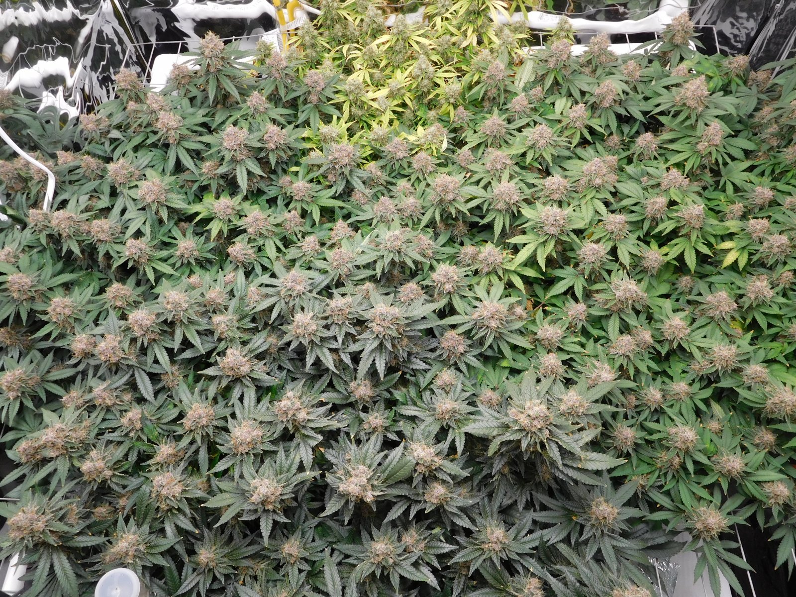 VK Day 58 flower (2).JPG