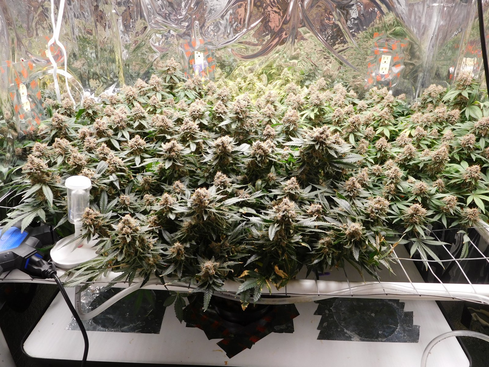 VK Day 66 flower (1).JPG