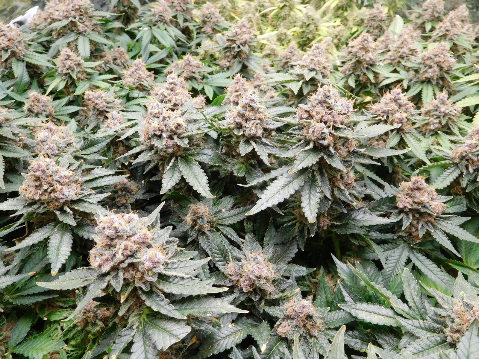 VK Day 66 flower (4).JPG