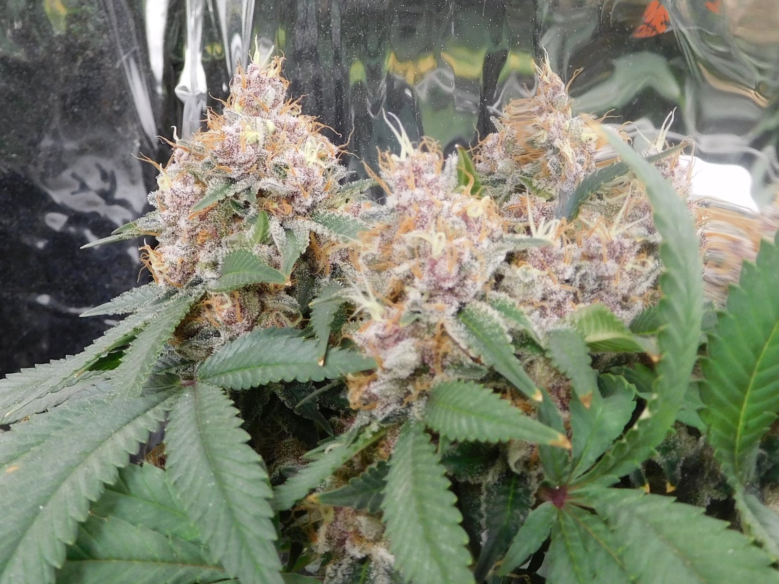 VK Day 67 flower (10).JPG