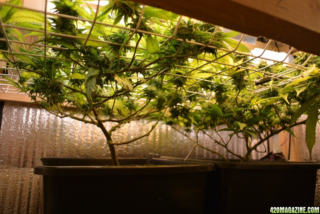 Volksbud CFL closet grow