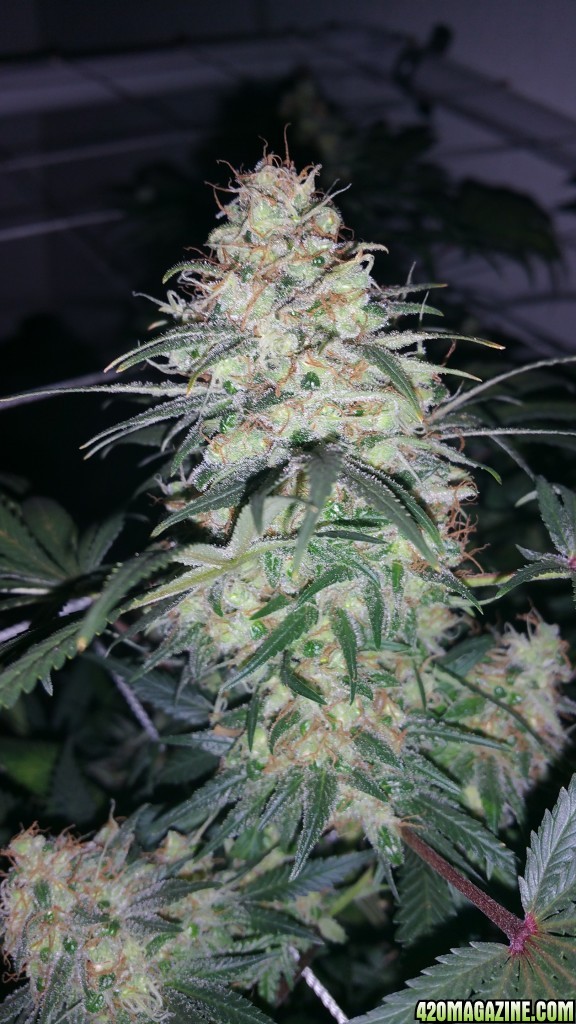 WaBaGrow White Rhino Flushing