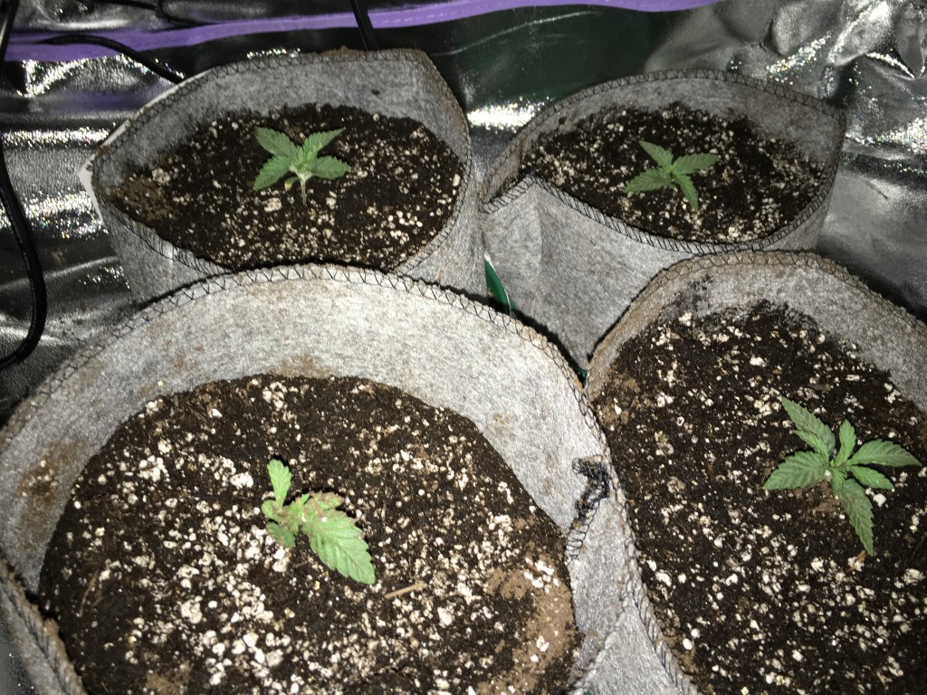 Waikiki my 1st grow