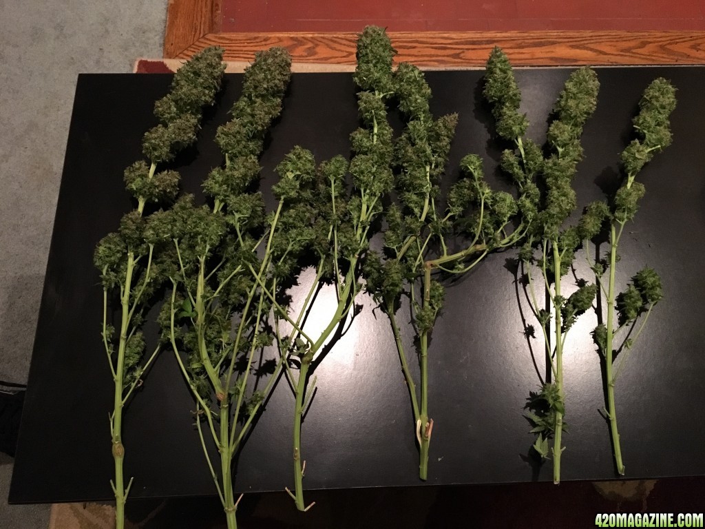 Waikiki Queen harvest