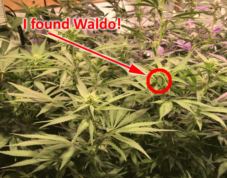 waldo