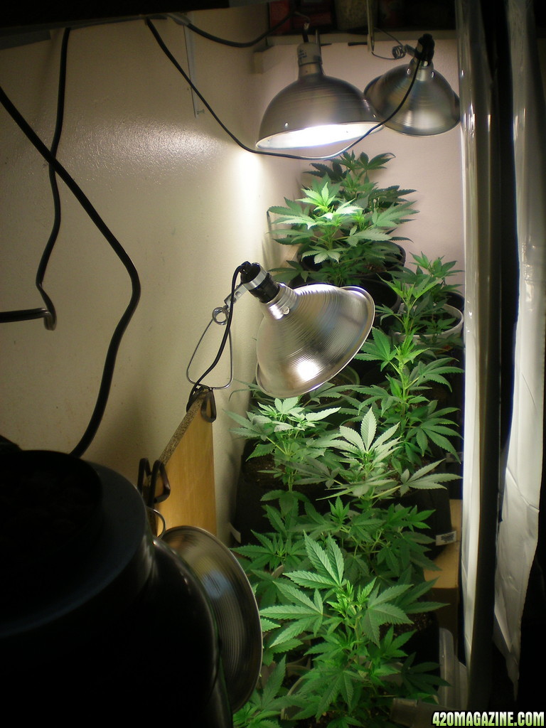 Wall-Garden (Veg-Room)