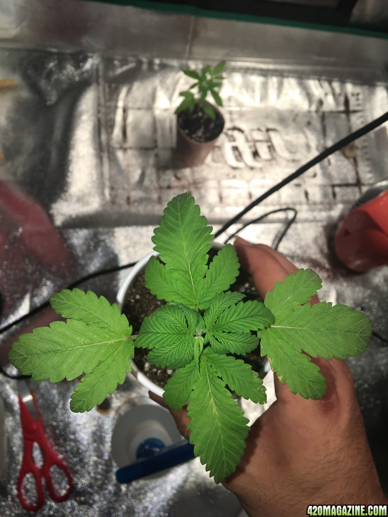 Want to know what deficiency this is please help with my first grow