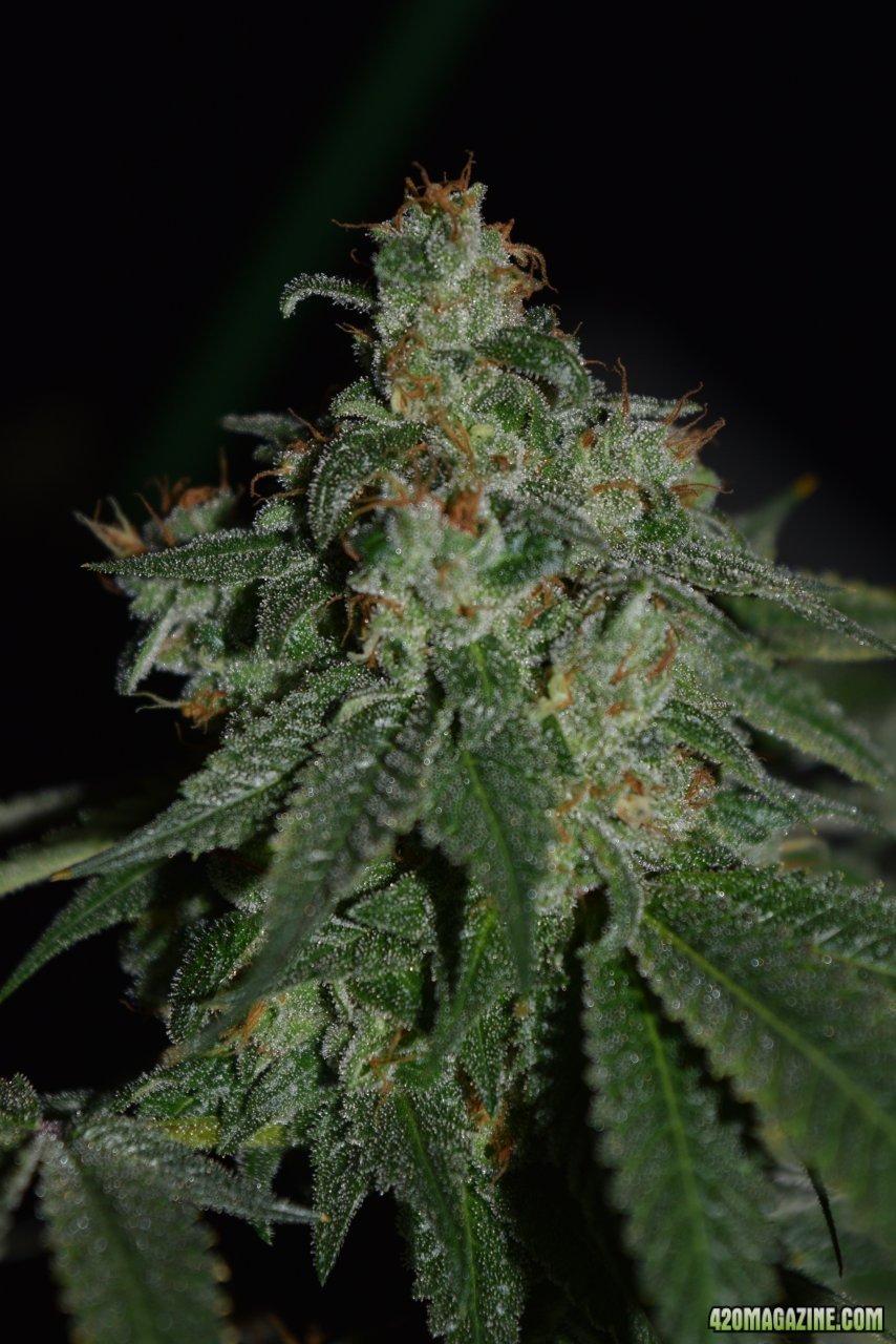 Warbird OG