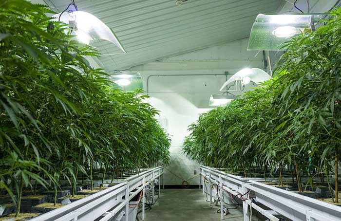 Warehouse Grow - Andrew Angerer